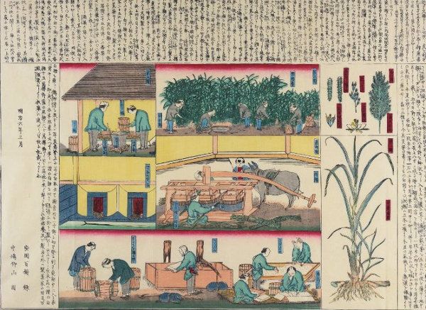 Sugar production details